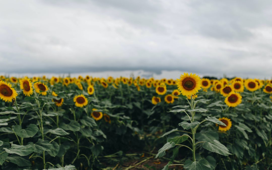 4 Great Cities to Work Travel or Per Diem Nurse Shifts in Kansas