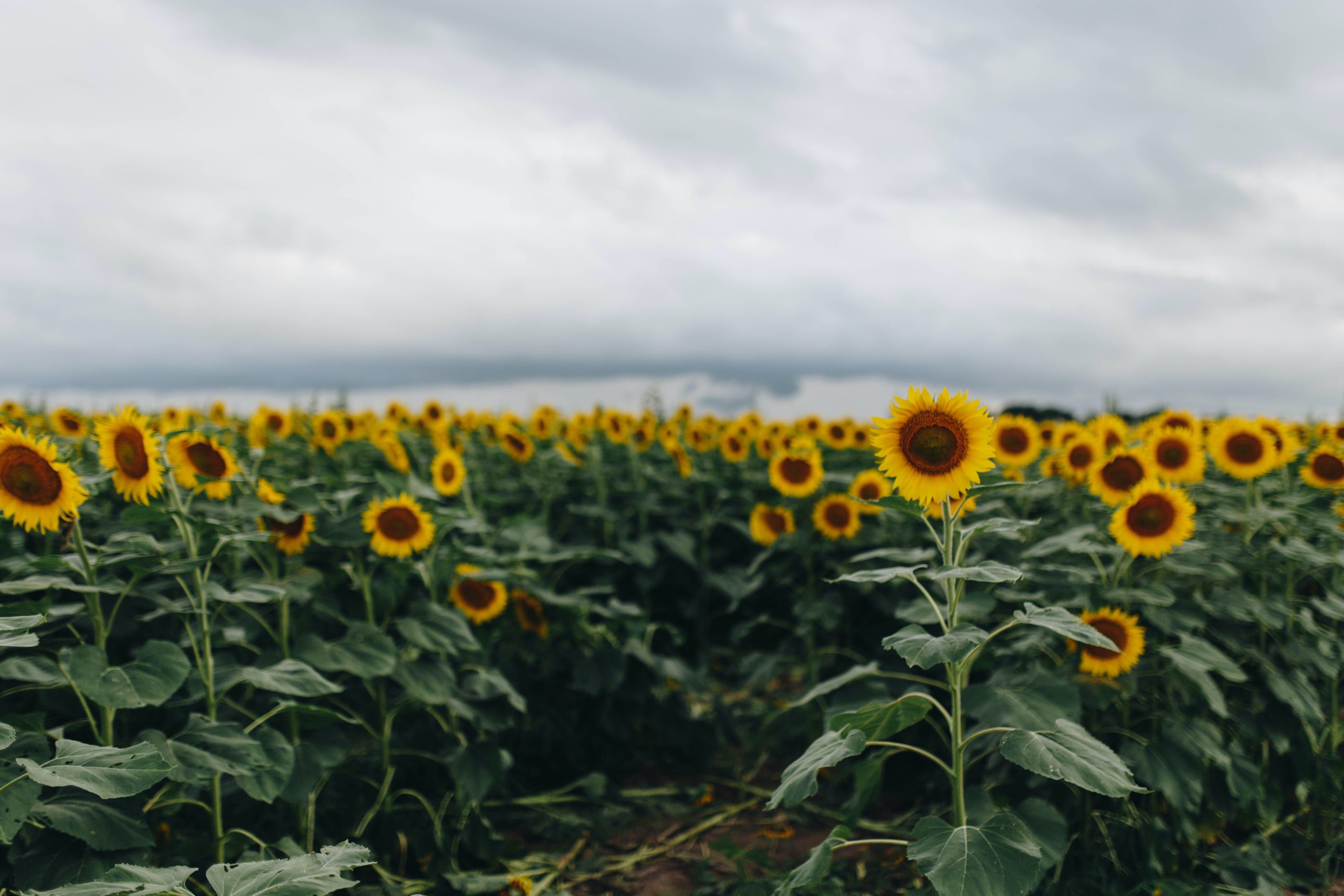 Sunflowers near Wichita Kansas